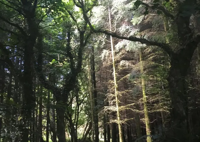 Alderlane 度假居 韦克斯福德