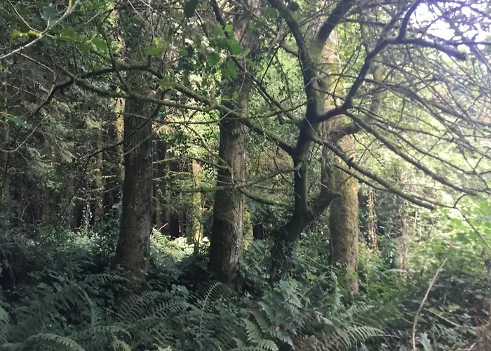 Alderlane * 韦克斯福德