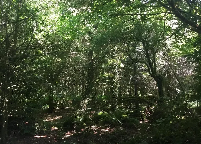 Alderlane 韦克斯福德